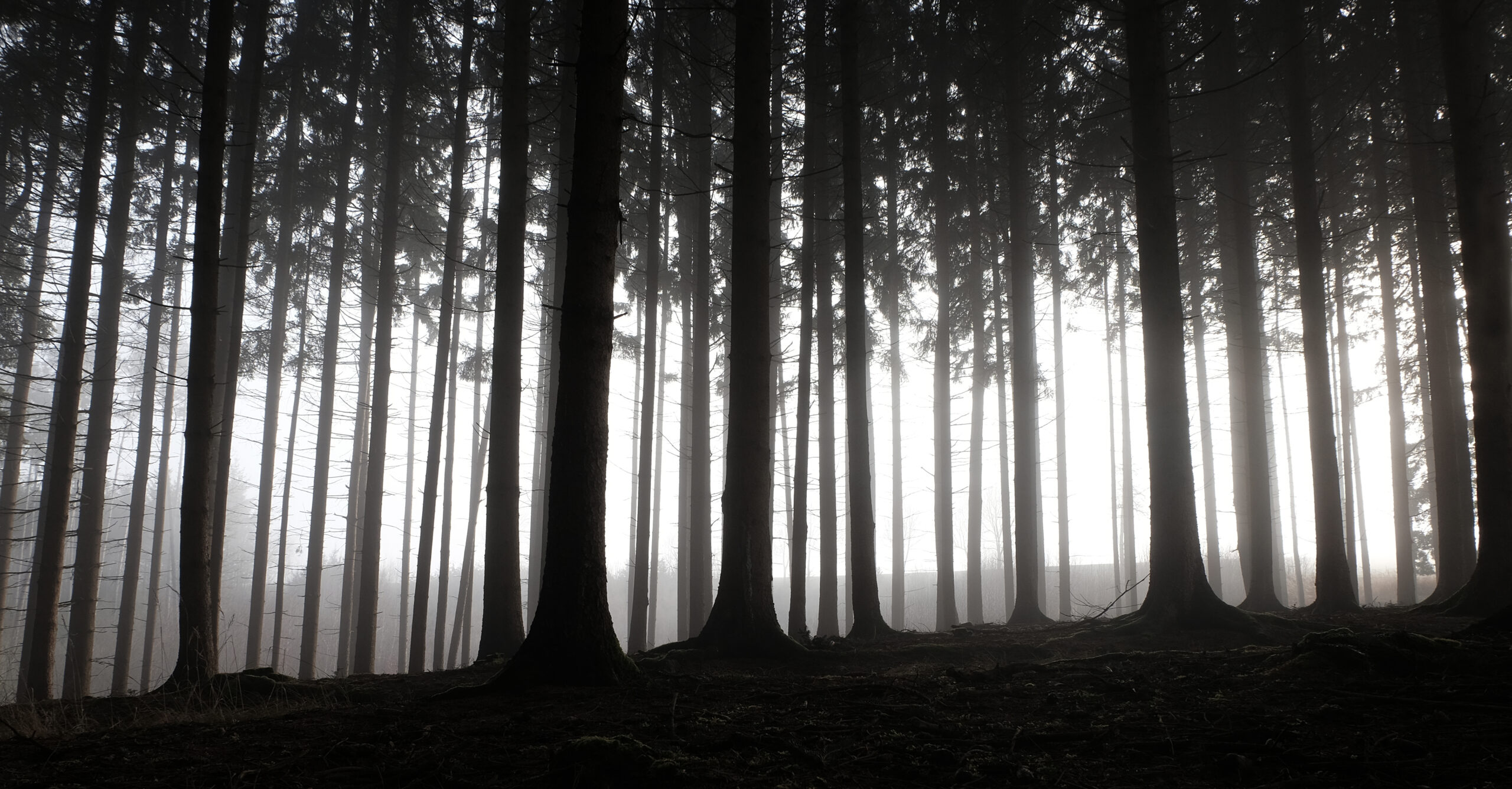 Forest landscape with dramatic silhouettes, miniature effect and selective focus